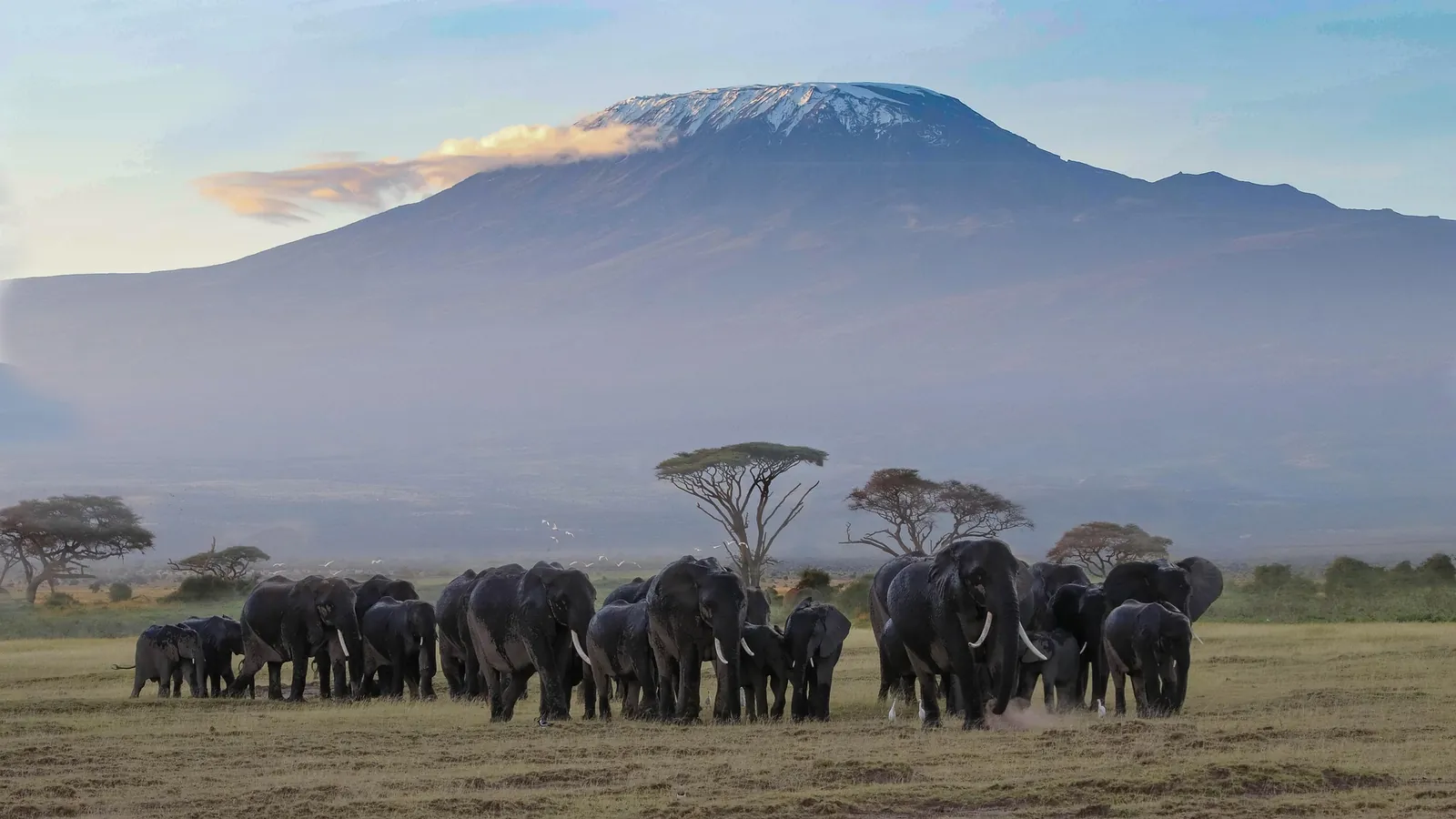 Elephants crossing open ground beneath Mount Kilimanjaro in Amboseli, Kenya
