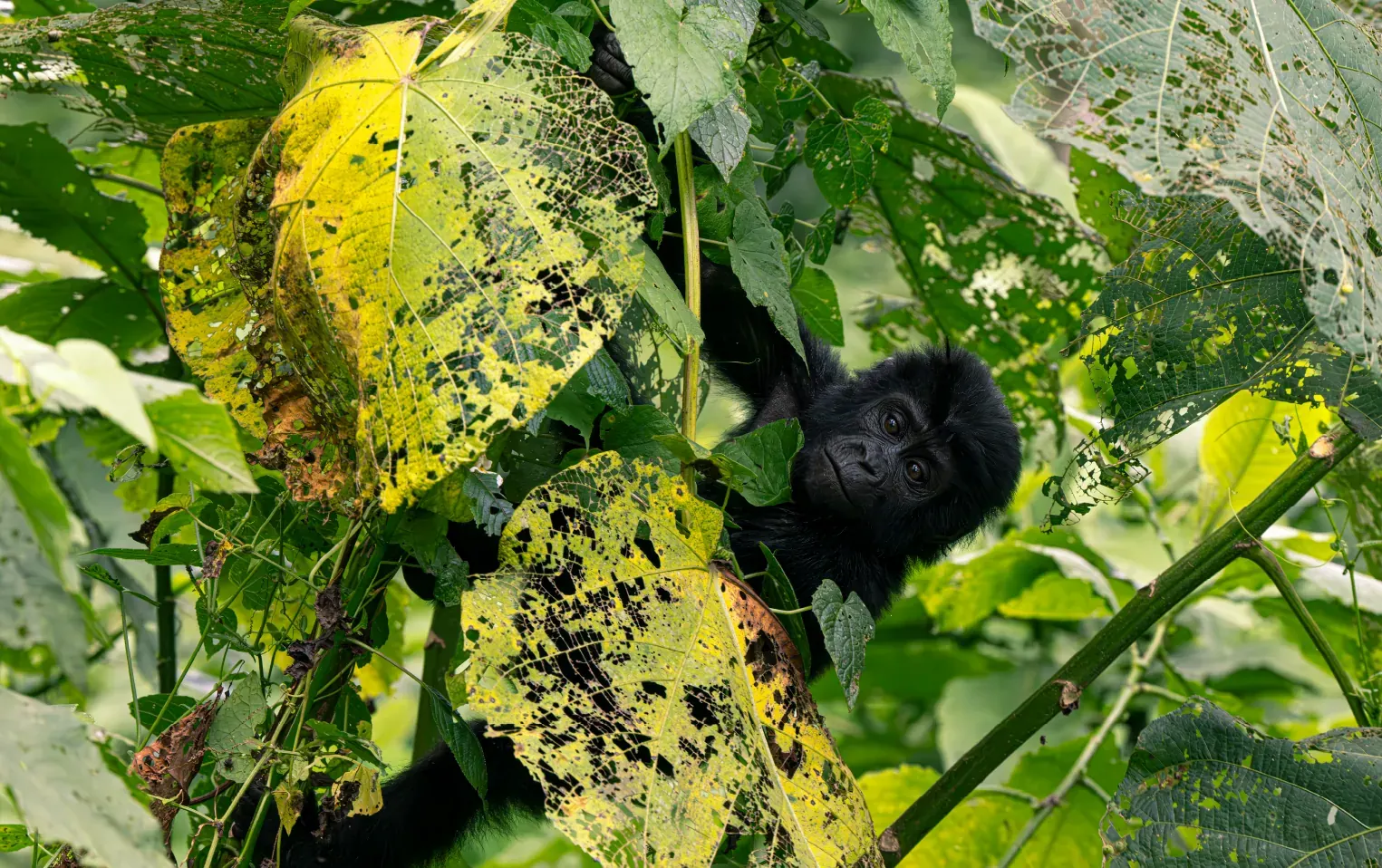 Dense green undergrowth inside Bwindi Impenetrable Forest