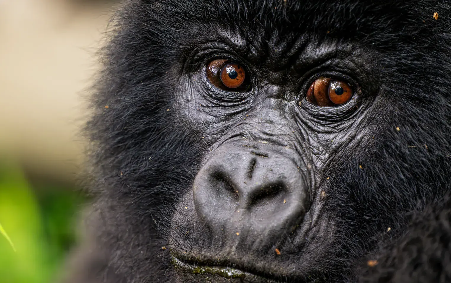 A mountain gorilla partly hidden in thick forest undergrowth, Bwindi