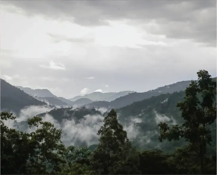 Mist lying over the forested ridges of Bwindi Impenetrable National Park