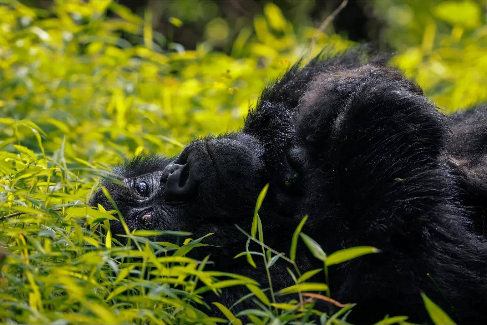 A mountain gorilla feeding in the forest at Bwindi Impenetrable National Park, Uganda