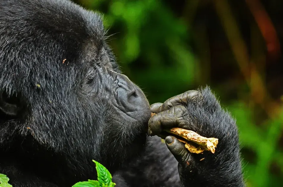 A silverback mountain gorilla in dense forest vegetation, Bwindi Impenetrable National Park