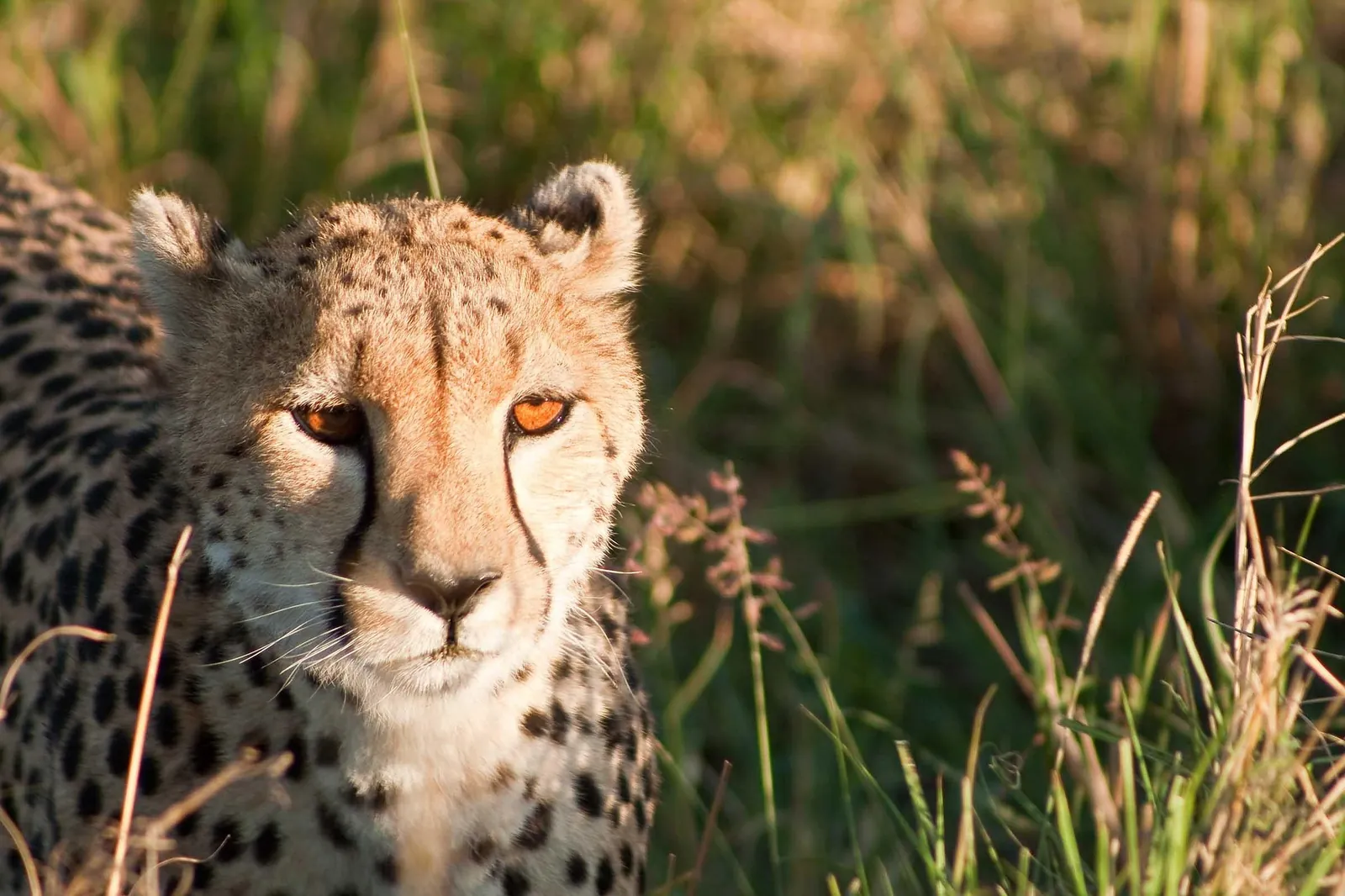A cheetah watching from a rise in the Masai Mara, Kenya