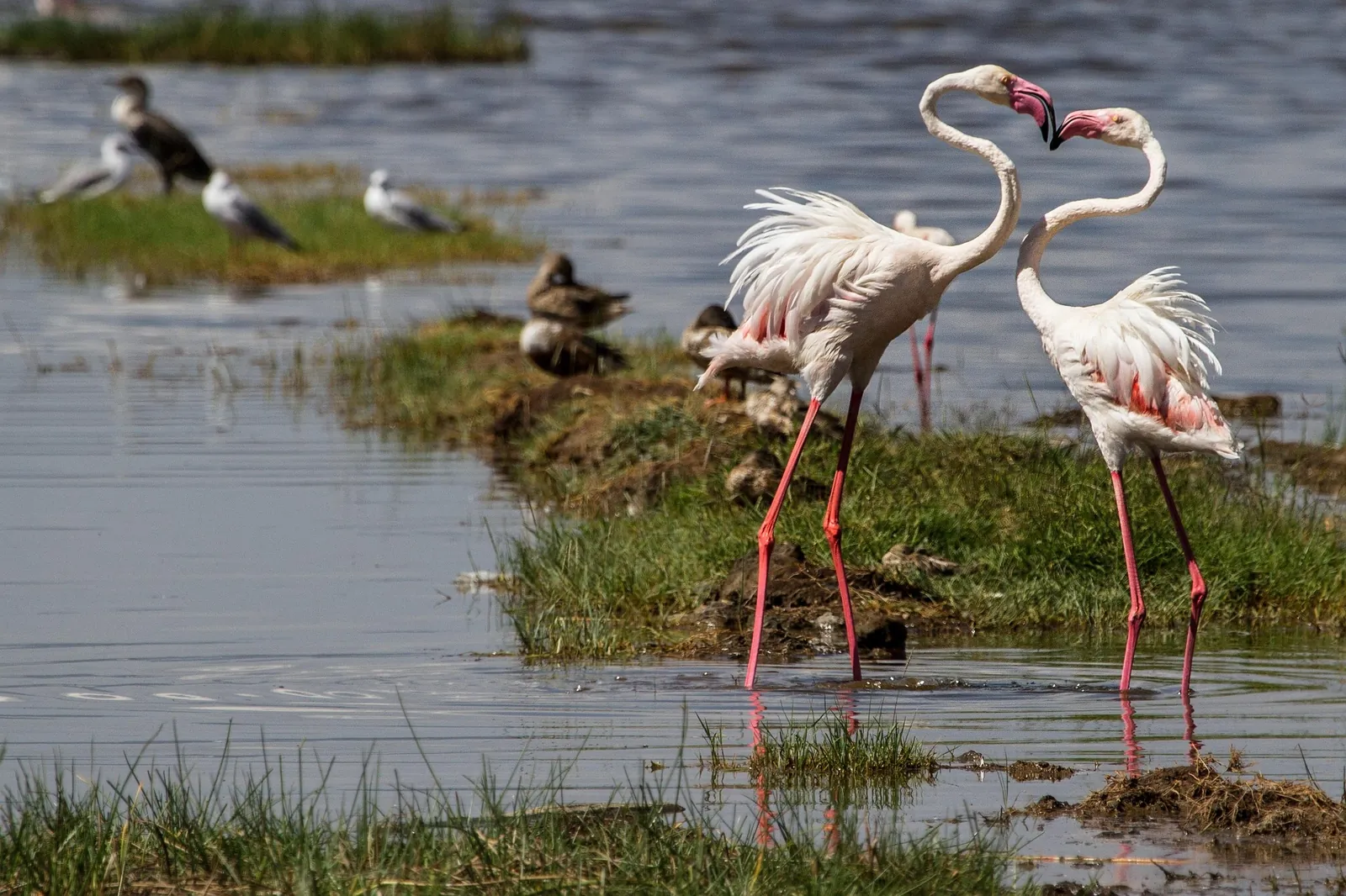 Flamingos gathered along the shoreline of Lake Nakuru, Kenya