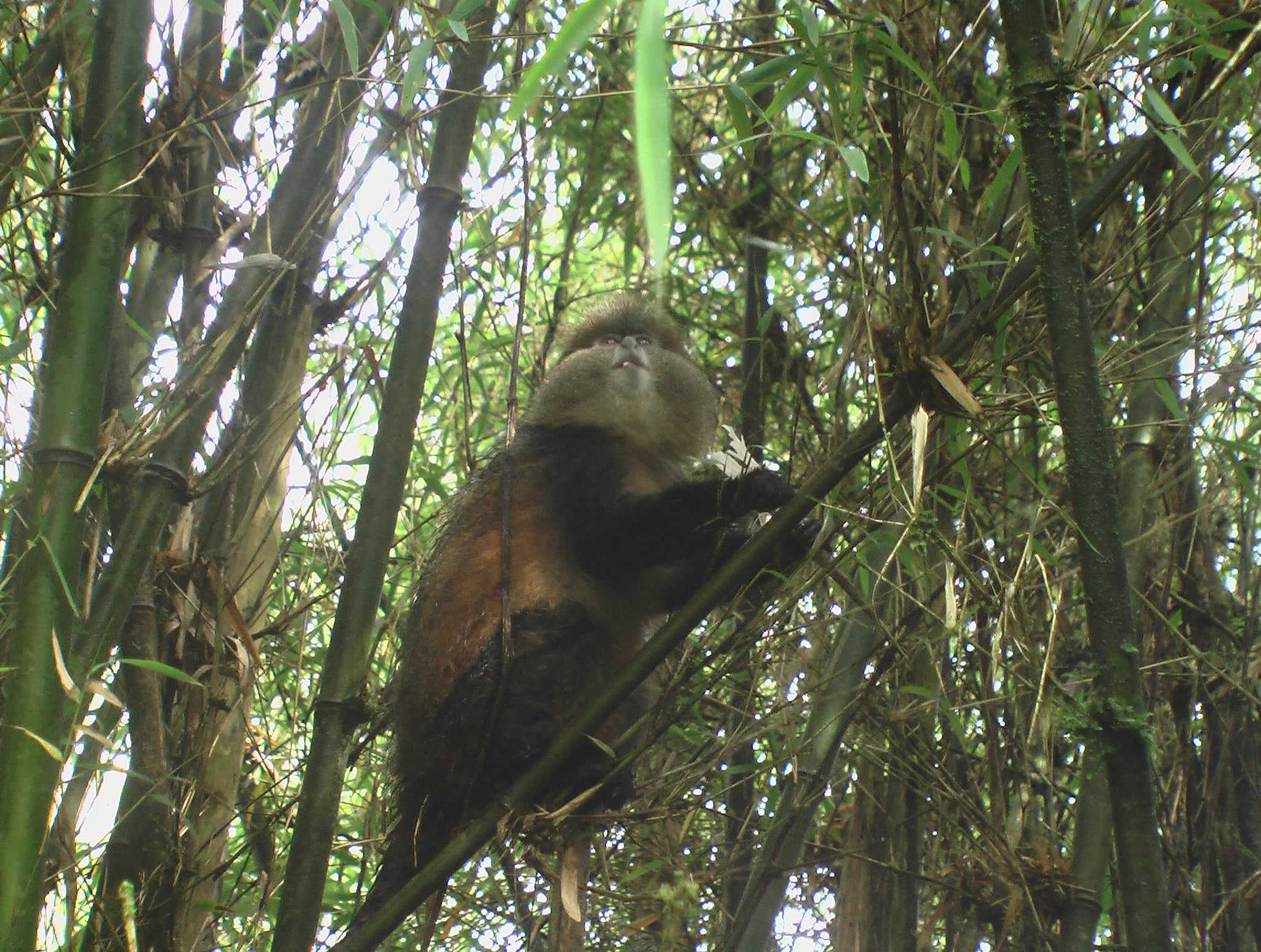 A golden monkey in bamboo forest, Volcanoes National Park, Rwanda