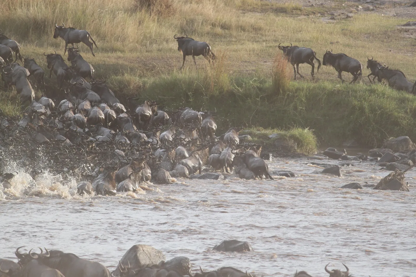Wildebeest crossing the Mara River during the Great Migration in Kenya
