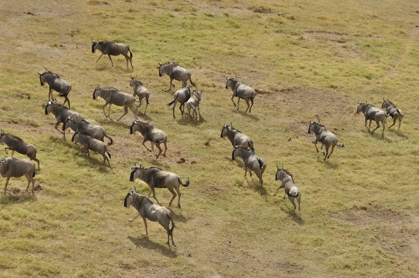 Wildebeest massed on the plains of the Masai Mara during the Great Migration