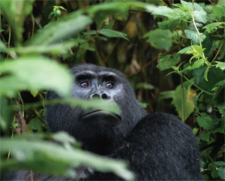 A chimpanzee in the forest canopy at Kibale Forest National Park, Uganda