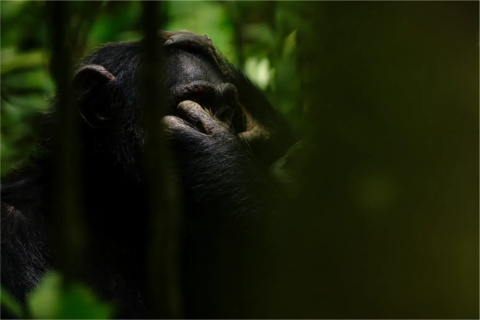 A chimpanzee moving through forest at Kibale, Uganda