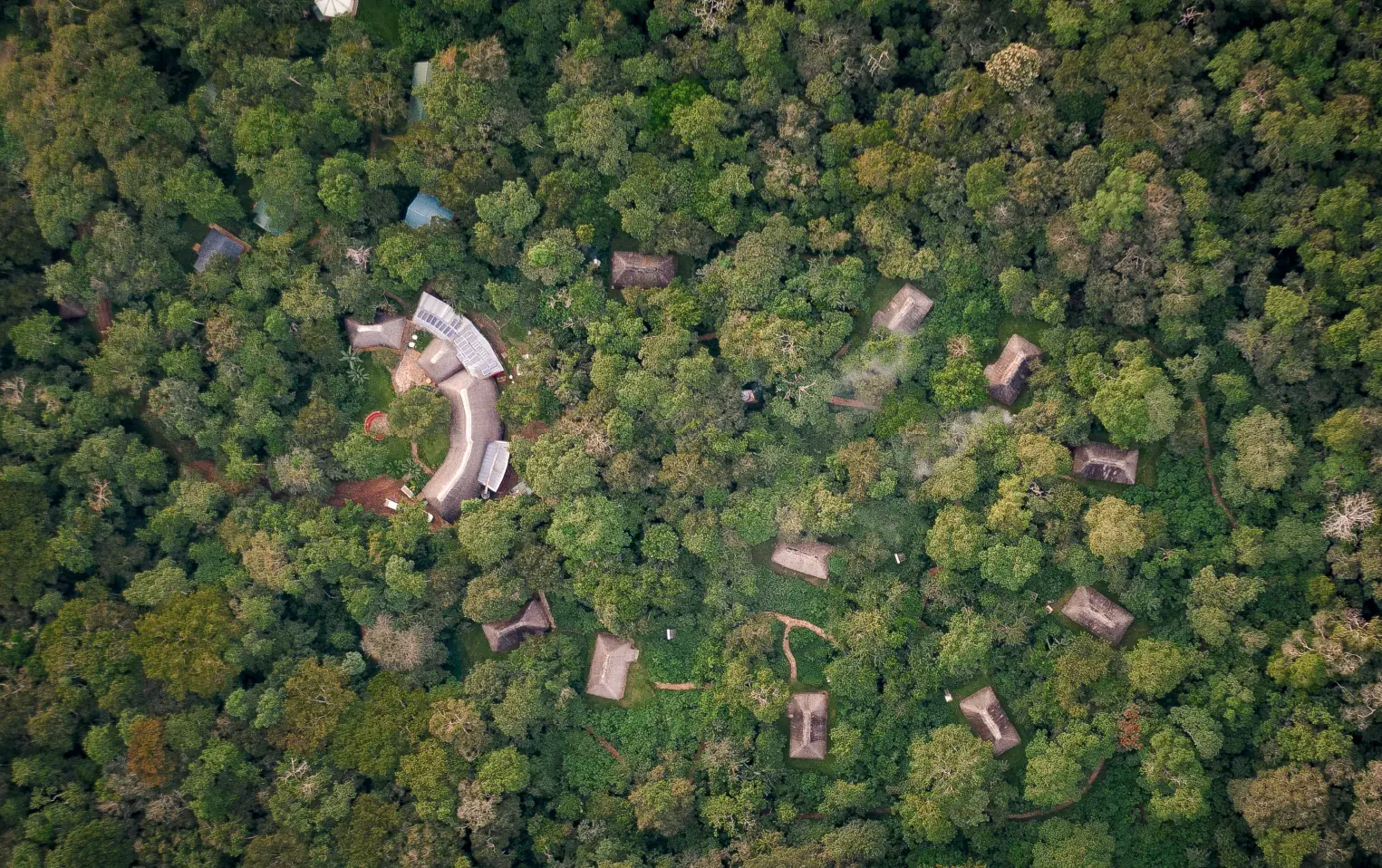 Rainforest canopy at Kibale Forest National Park, Uganda