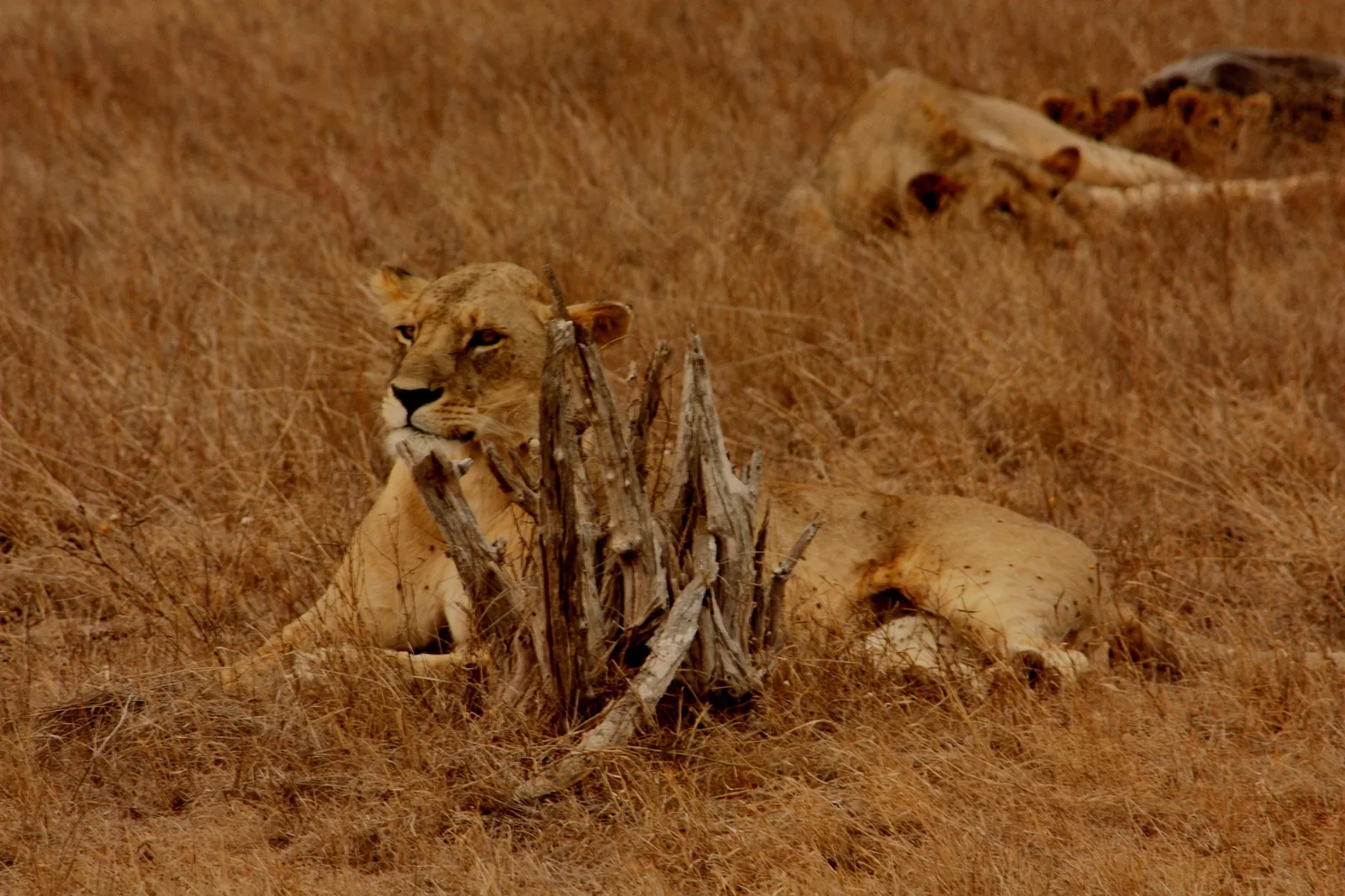 A male lion in long grass in the Masai Mara, Kenya
