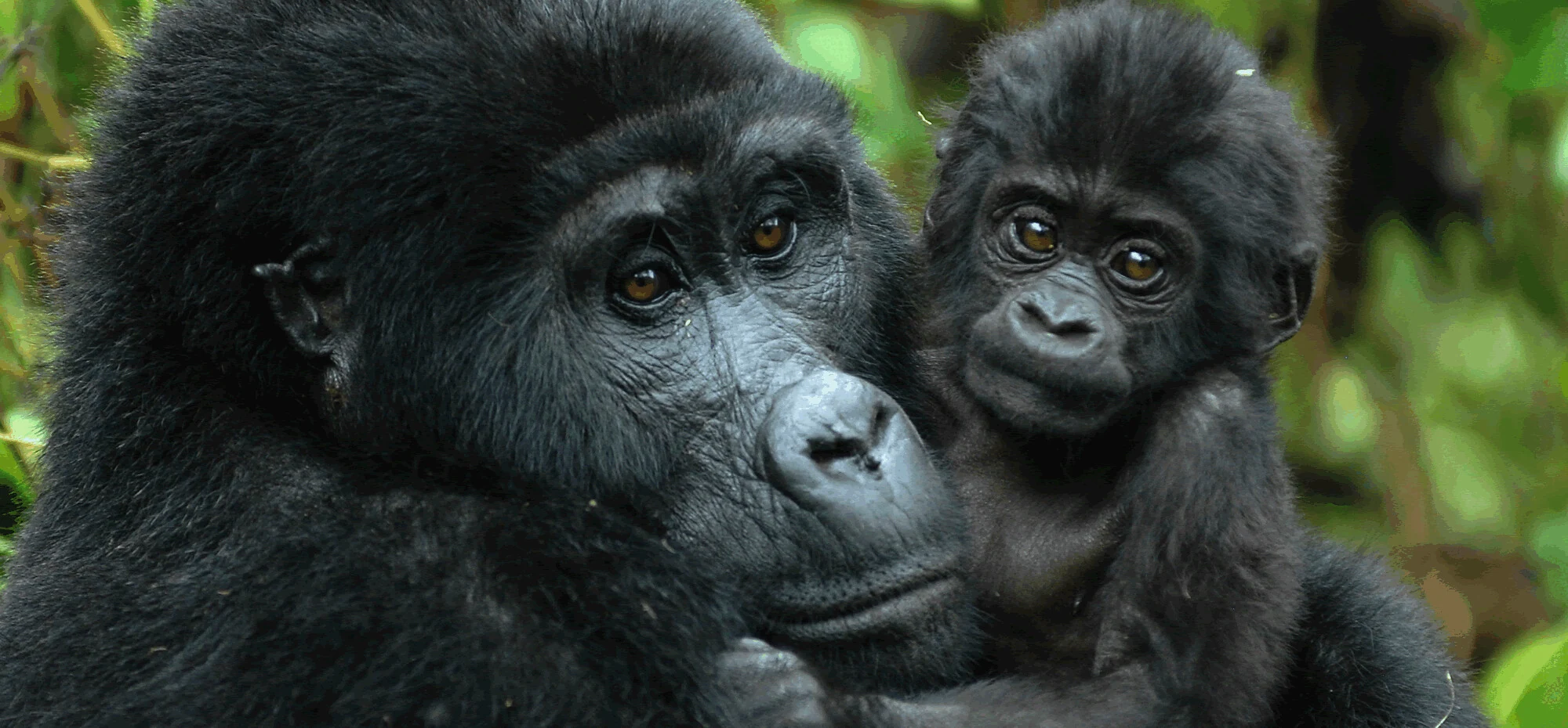 A mother mountain gorilla holding an infant, Volcanoes National Park, Rwanda