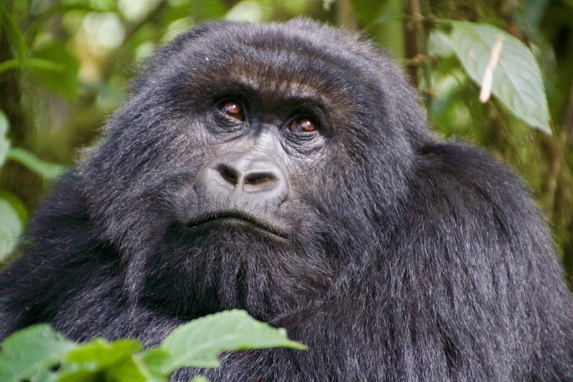 A mountain gorilla in forest vegetation, Volcanoes National Park, Rwanda