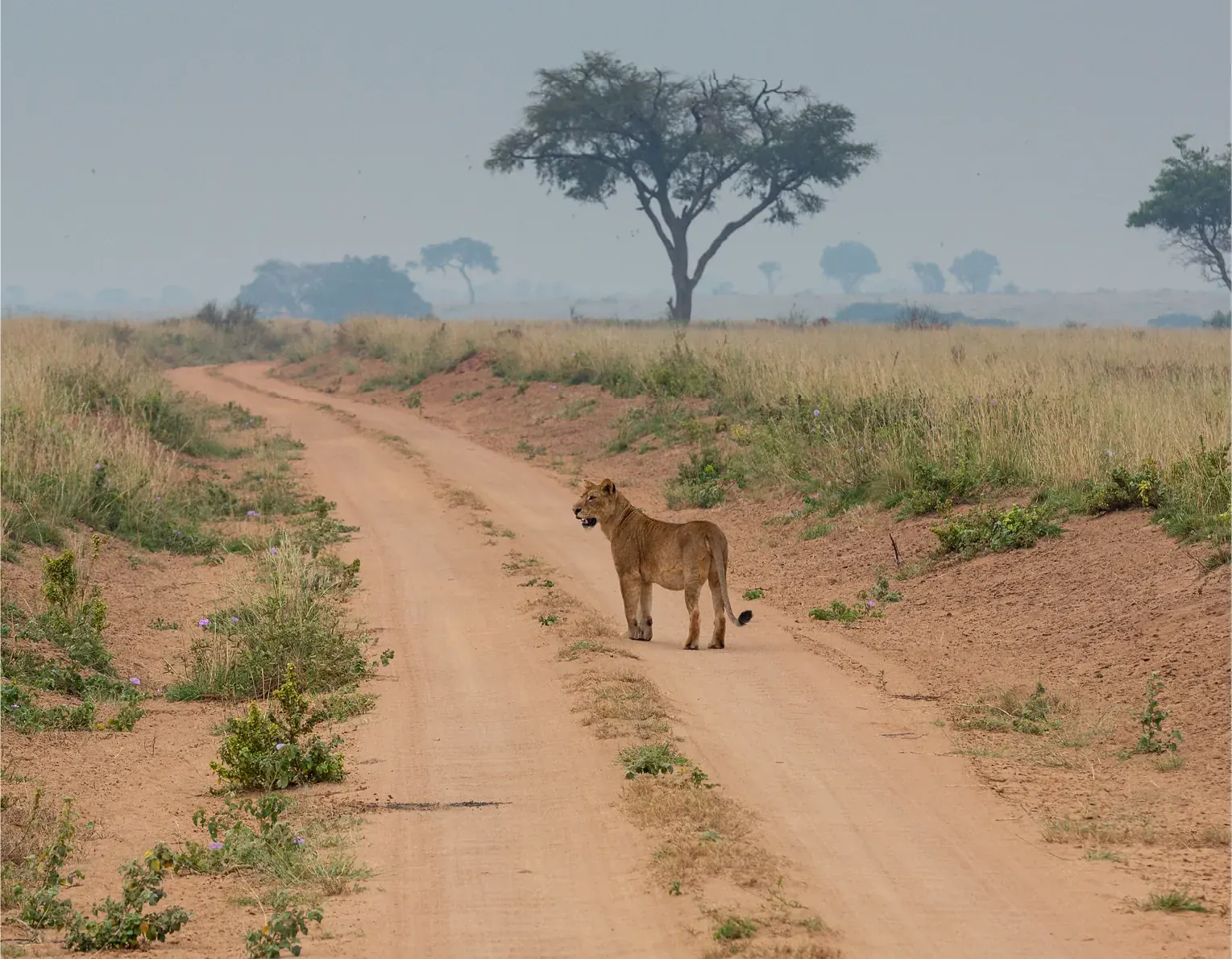 A track running through open savannah in Uganda