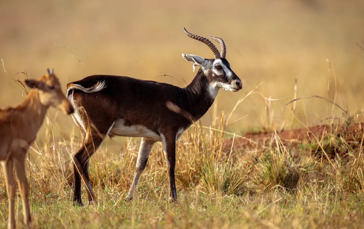 Uganda kob grazing on open grassland in Queen Elizabeth National Park