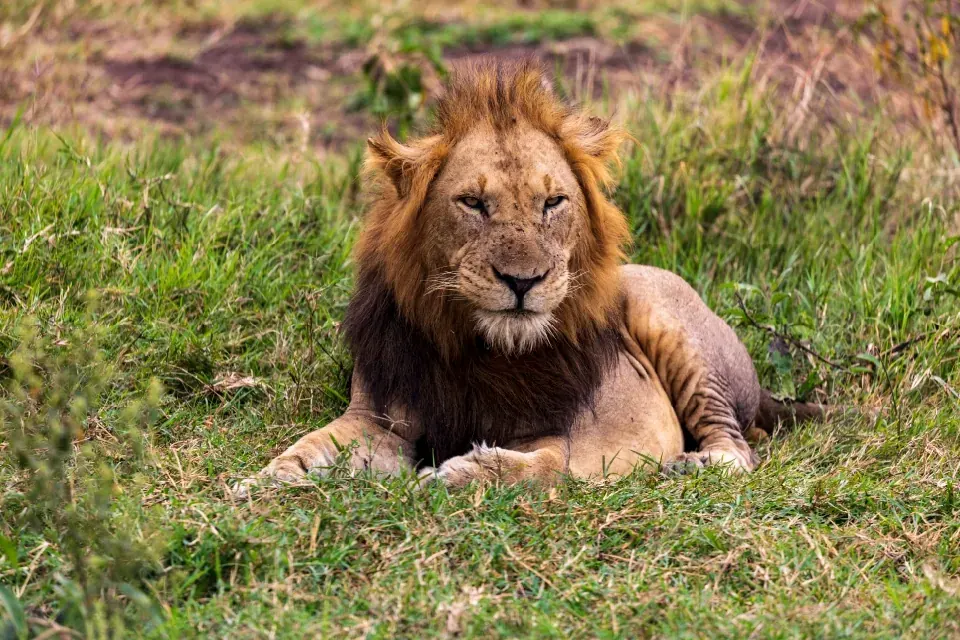 A lion resting in open grassland in Queen Elizabeth National Park, Uganda
