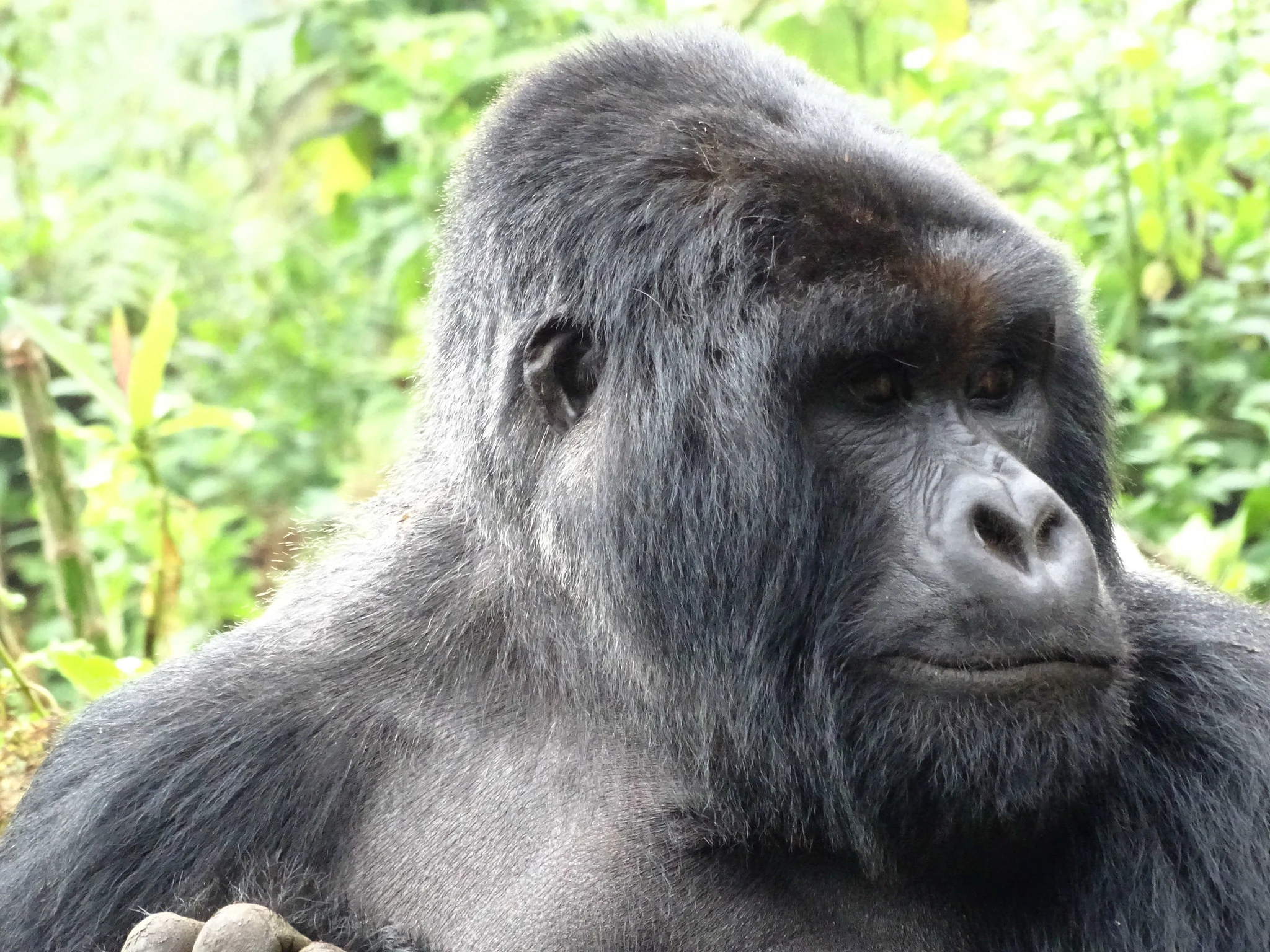 Close portrait of a silverback mountain gorilla in Volcanoes National Park, Rwanda