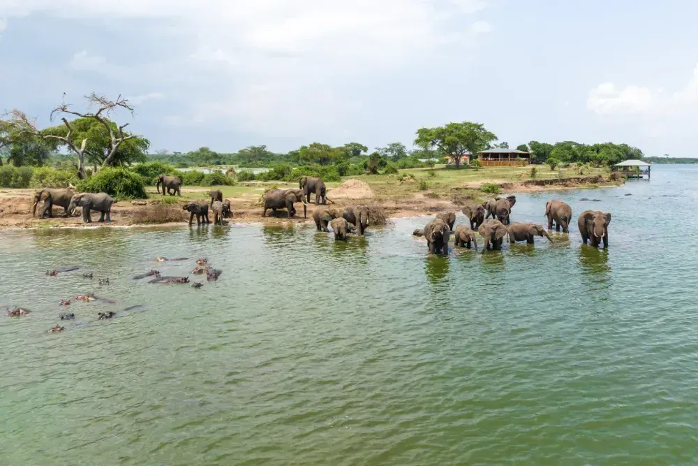 Hippos on a riverbank in Uganda