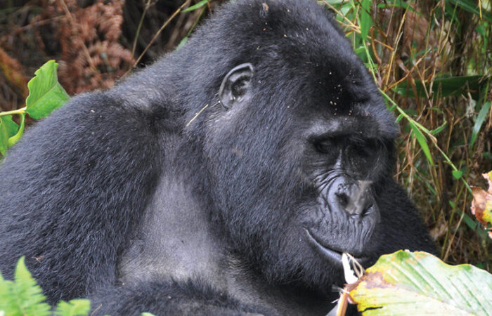 gorilla safari kenya